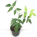 Melia Dubia Plants